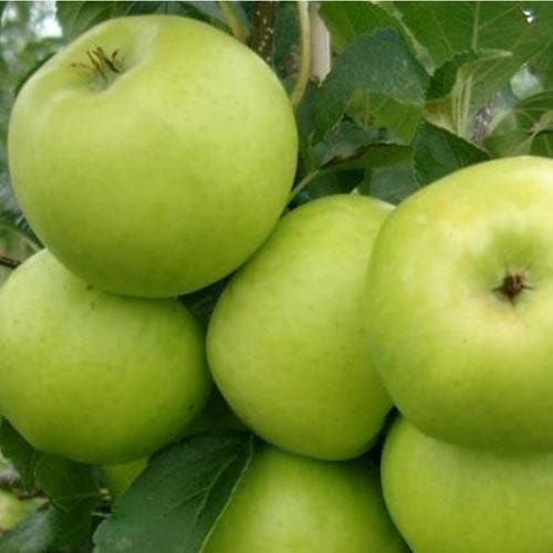  Apple Grenadier