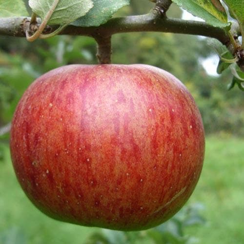  Apple Herefordshire Redstreak