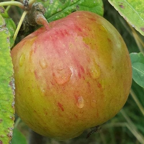  Apple Herefordshire Redstreak