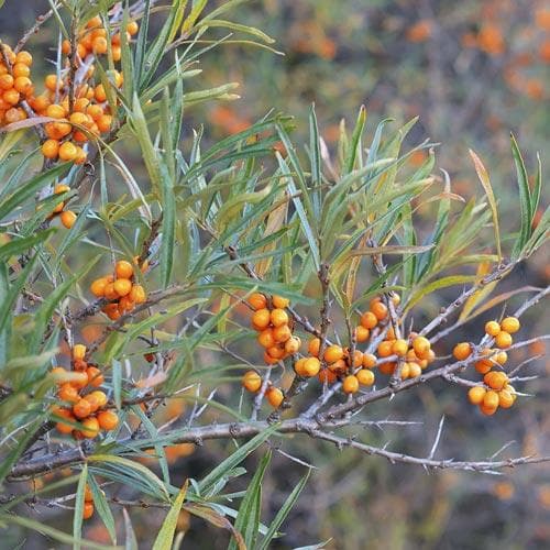  Hippophae Rhamnoides Askola- Sea Buckthorn (female)