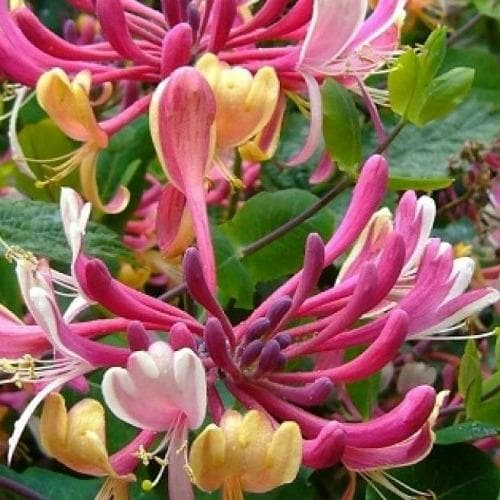  Lonicera X Heck. American Beauty