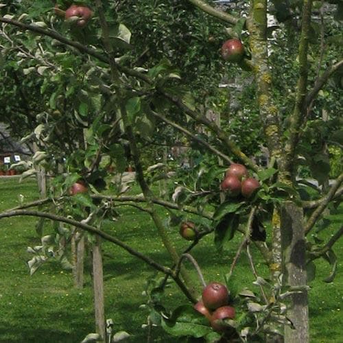  Apple Irish Peach