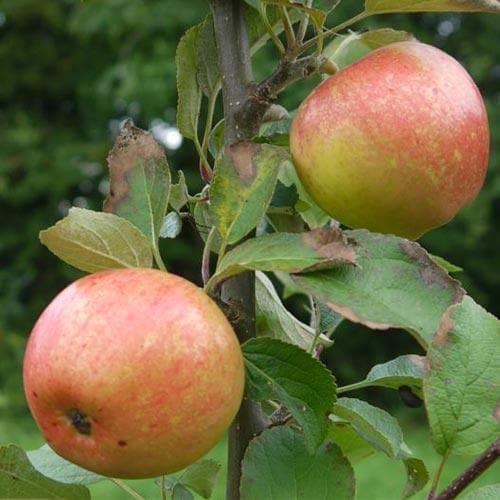 Apple Irish Peach
