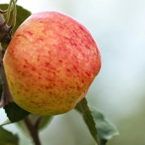  Apple Irish Peach