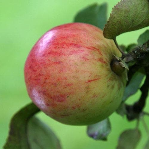  Apple Irish Peach