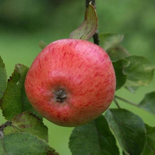  Apple Irish Peach