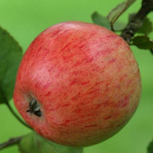  Apple Irish Peach