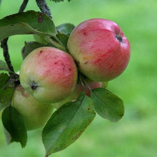  Apple Irish Peach