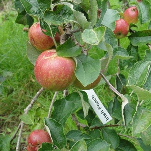  Apple Irish Peach