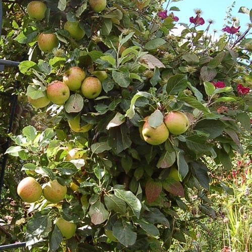  Apple James Grieve