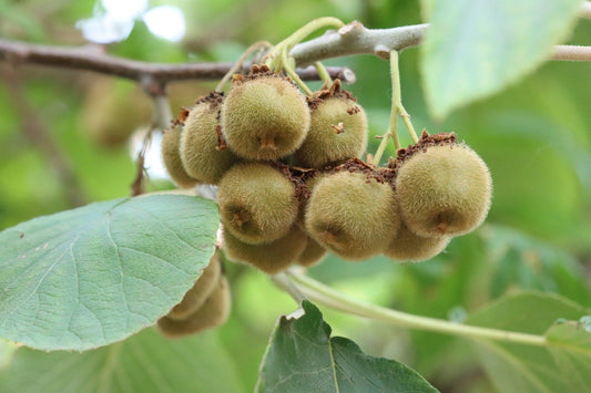  Kiwi - Actinidia Deliciosa Jenny - Self Fertile