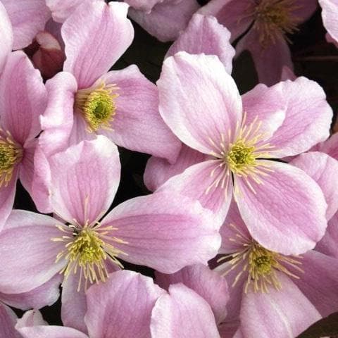  Clematis Montana Elizabeth