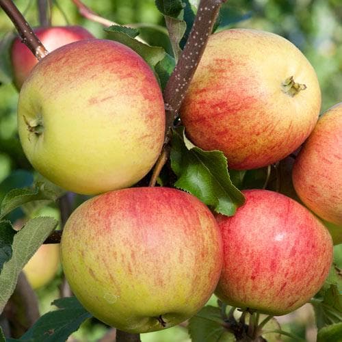 Apple Laxton Superb