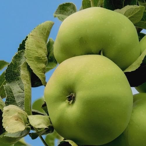  Apple Limelight