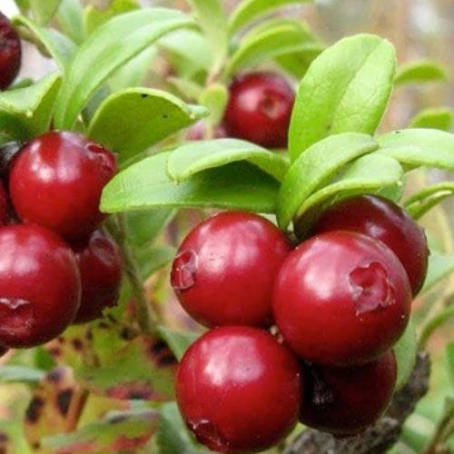  Lingonberry Little Miss Cherry