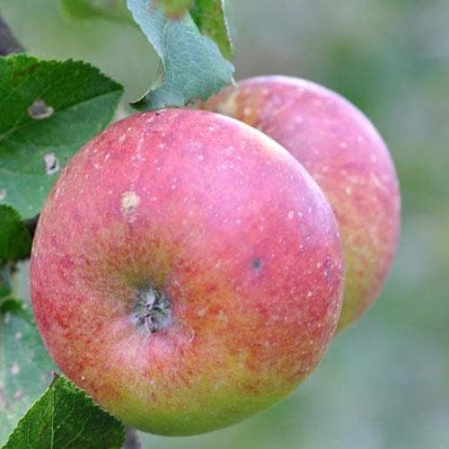  Apple Lord Lambourne