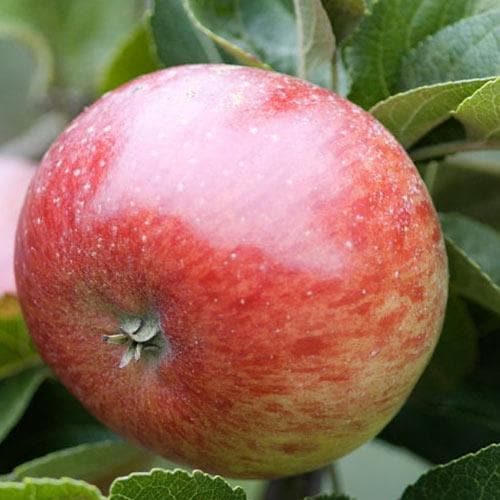  Apple Lord Lambourne