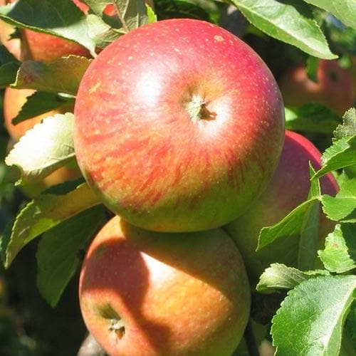  Apple Lord Lambourne