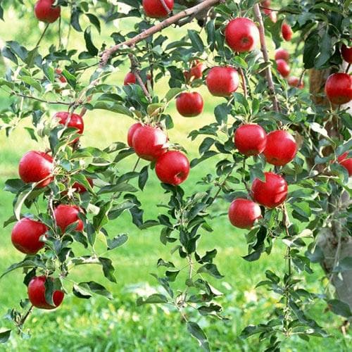  Apple Lough Tree Of Wexford