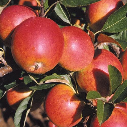  Apple Meridian