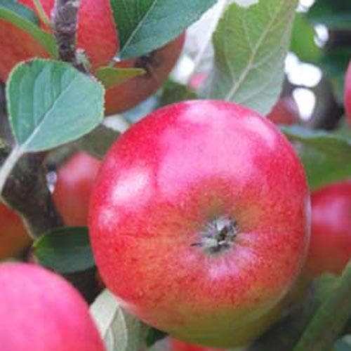  Apple Meridian