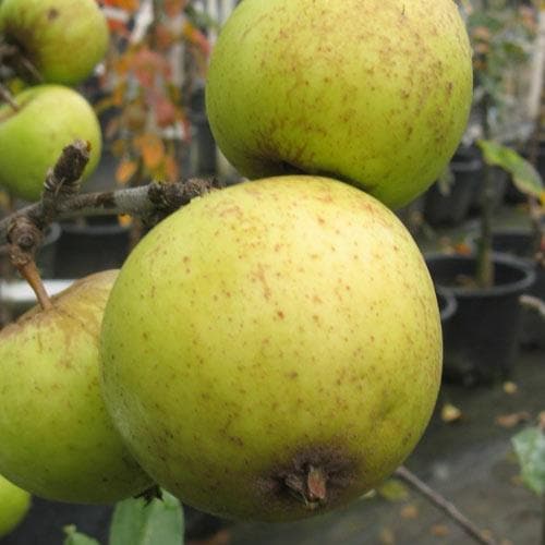  Apple Michelin