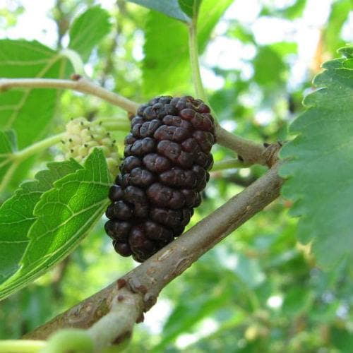  Black Mulberry
