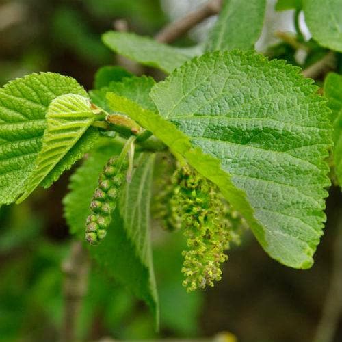  Black Mulberry
