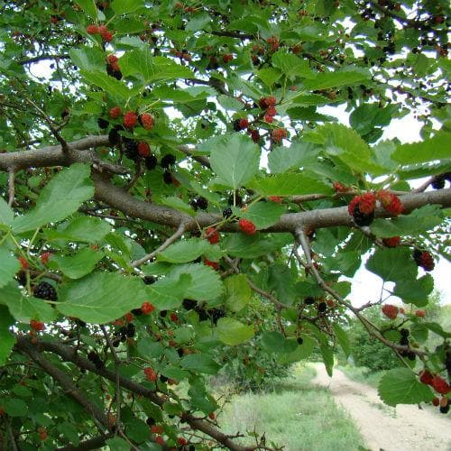  Black Mulberry