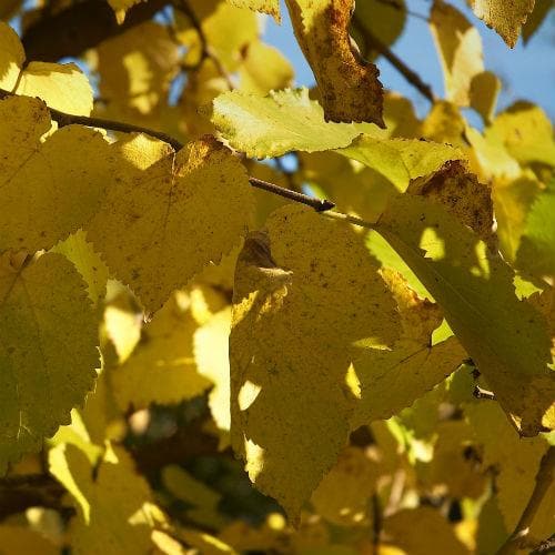  Black Mulberry