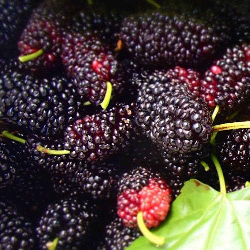  Black Mulberry