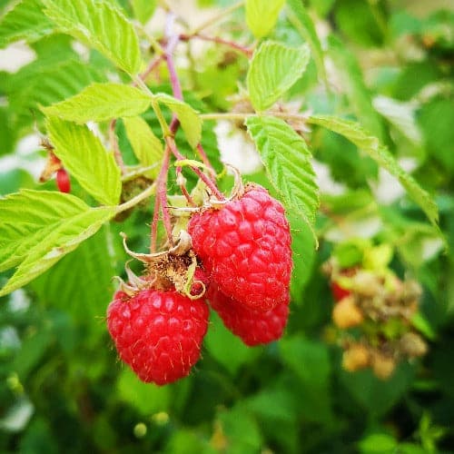  Raspberry Octavia - Summer Fruiting