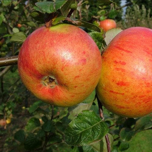 Apple Peasgood Nonsuch