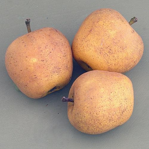  Apple Pitmaston Pine Apple