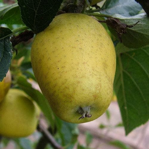  Apple Pitmaston Pine Apple