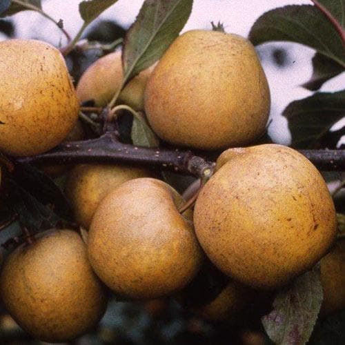  Apple Pitmaston Pine Apple