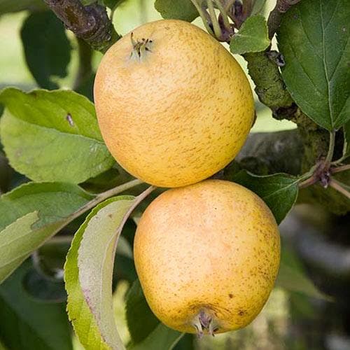 Apple Pitmaston Pine Apple