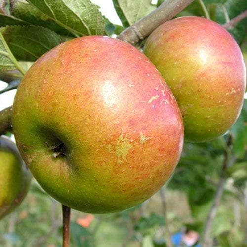  Apple Pixie