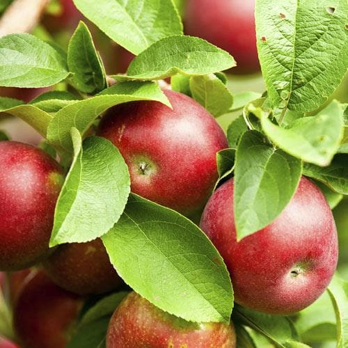  Apple Pixie