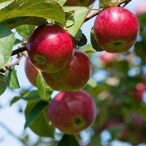  Apple Pixie