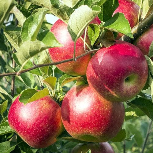  Apple Pixie