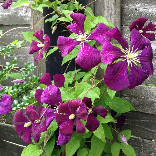  Clematis Polish Spirit