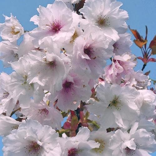  Prunus Shizuka/Fragrant Cloud