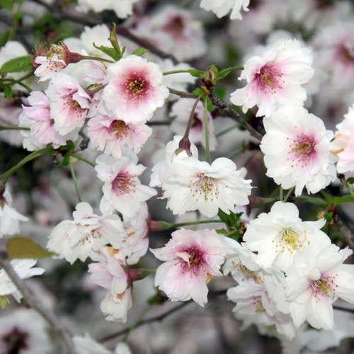  Prunus Incisa February Pink