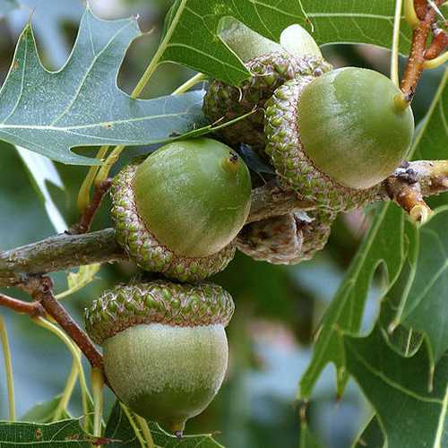  Quercus Buckleyi - Texas Red Oak