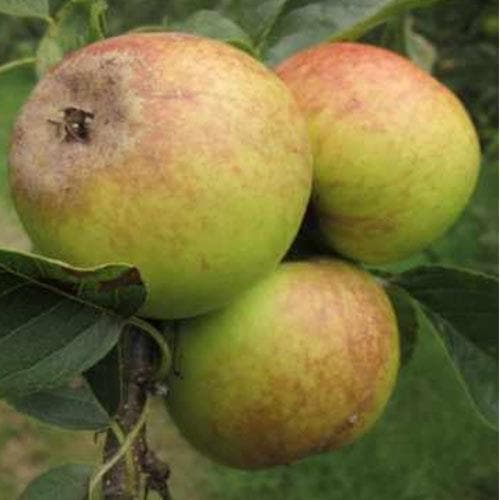  Apple Rawley's Seedling