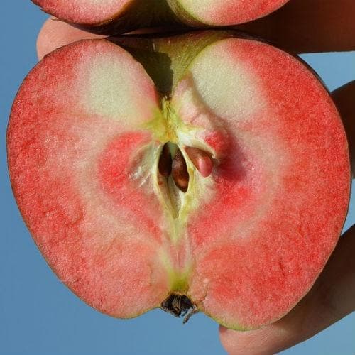  Apple Red Devil