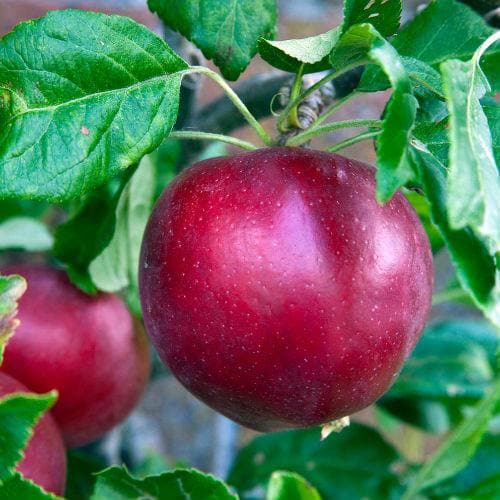  Apple Red Devil