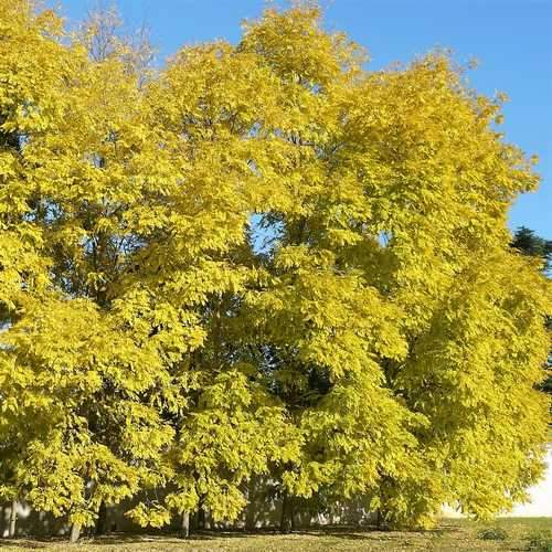  Robinia Pseudoacacia Frisia - Golden Robinia