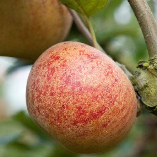  Apple Ross Nonpareil